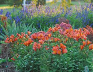 Alstroemeria Inca Peruvian Lily;alstormeria;inca flower;peruvian lily;