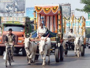 Ox and Bullock Cart Wedding